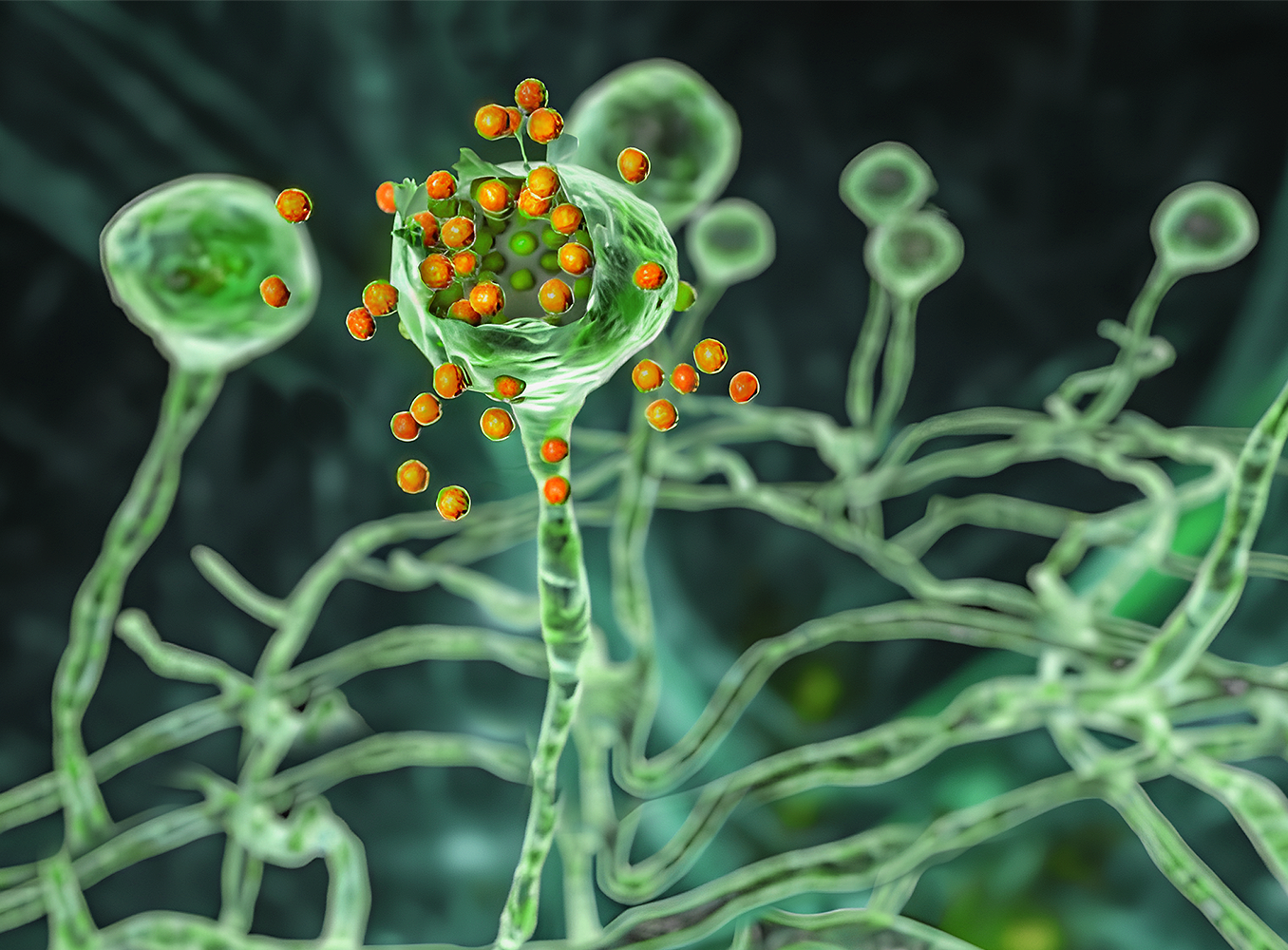 Algae Are Microscopic Animals