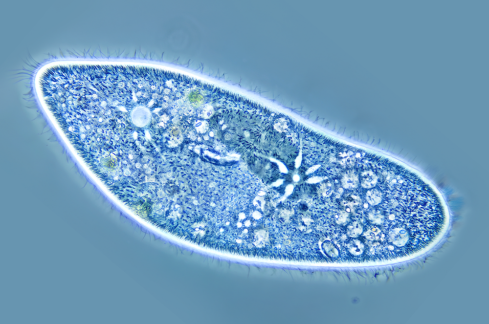 Algae
