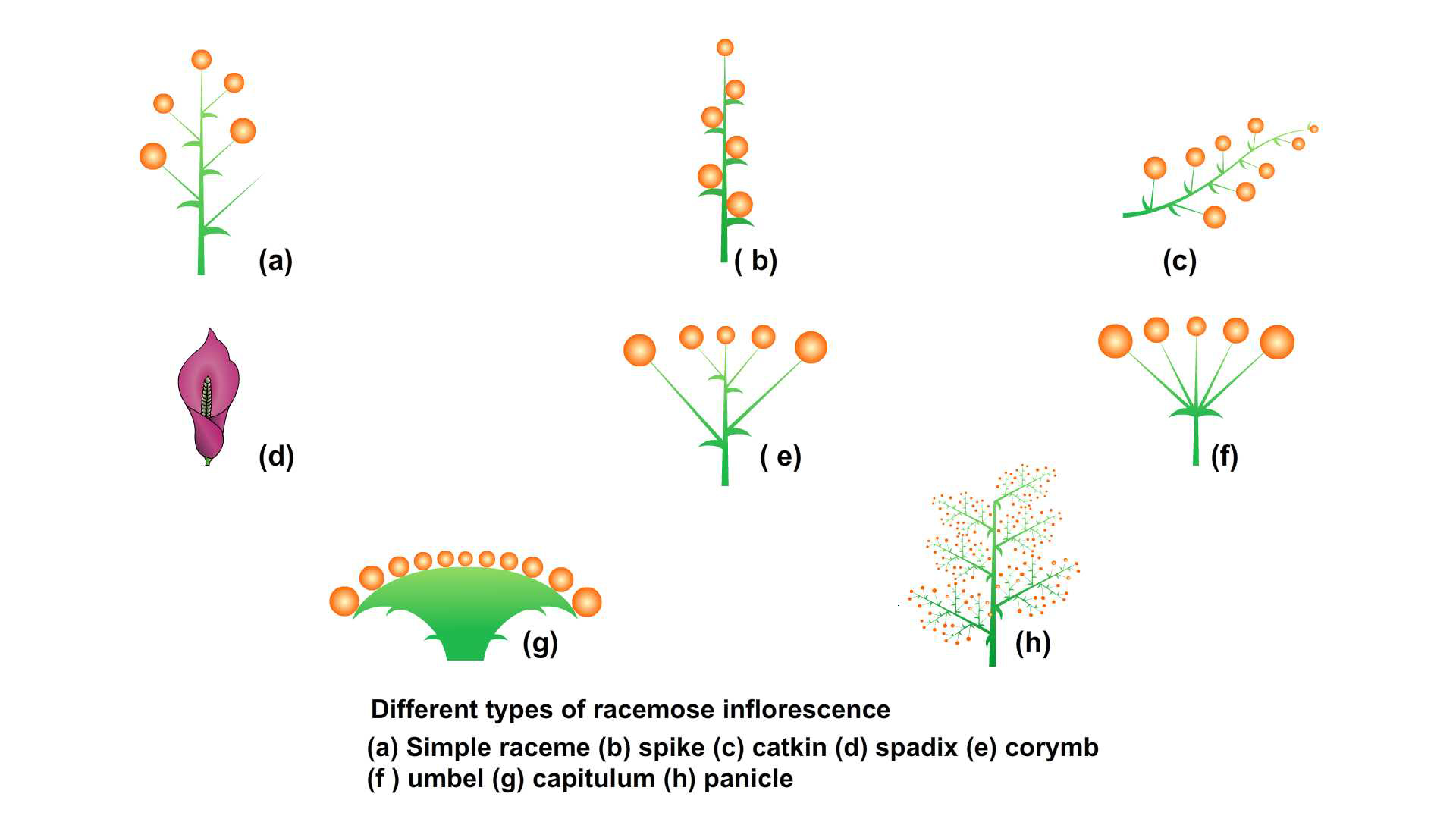 Labiate Inflorescence Inflorescence Corymb Study Of Different Types Of Inflorescences